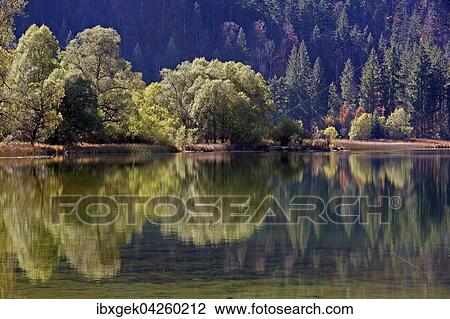 Stock Image - Baume spiegeln sich im Weitsee, Reit im Winkl, Ruhpolding, Chiemgau, Oberbayern, Bayern, Deutschland, Europa. Fotosearch