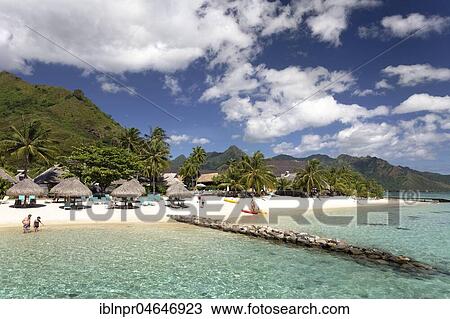 Beach with umbrellas and palm trees, Hilton Hotel, Moorea, Pacific Ocean, Society Islands, French Polynesia, Oceania View Large Photo Image Stock Image - Beach with umbrellas and palm trees, Hilton Hotel, Moorea, Pacific Ocean, Society Islands, French Polynesia, Oceania. Fotosearch
