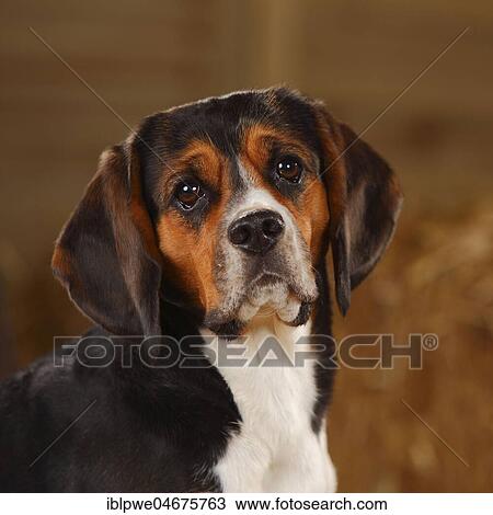 Beagle, Bitch, animal portrait View Large Photo Image Stock Image - Beagle, Bitch, animal portrait. Fotosearch