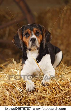 Beagle, bitch, lies in the straw View Large Photo Image Stock Photo - Beagle, bitch, lies in the straw. Fotosearch