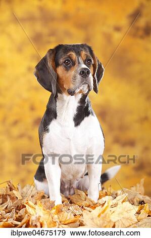 Beagle, female, sits in autumn leaves View Large Photo Image Stock Photo - Beagle, female, sits in autumn leaves. Fotosearch