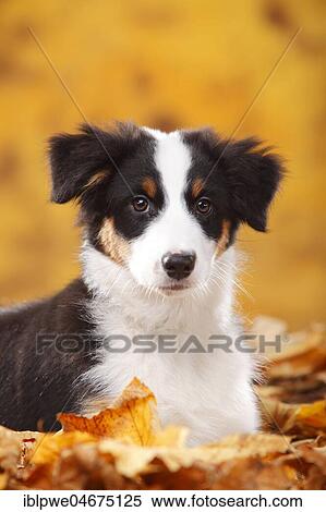 Stock Photography - Beagle, female, standing in autumn leaves. Fotosearch