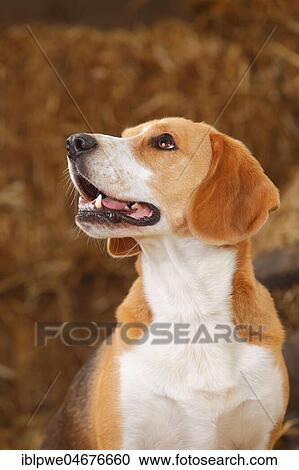 Beagle, male, animal portrait, lateral with view to the top View Large Photo Image Stock Image - Beagle, male, animal portrait, lateral with view to the top. Fotosearch