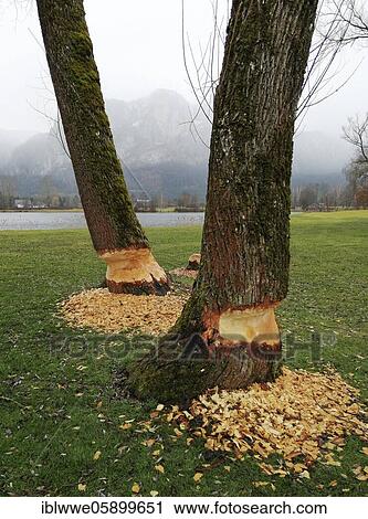 Beaver damage, trees eaten by beavers, traces of damage, Mondseeland, Upper Austria, Austria, Europe View Large Photo Image Stock Image - Beaver damage, trees eaten by beavers, traces of damage, Mondseeland, Upper Austria, Austria, Europe. Fotosearch