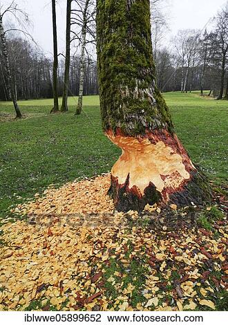 Beaver damage, trees eaten by beavers, traces of damage, Mondseeland, Upper Austria, Austria, Europe View Large Photo Image Stock Image - Beaver damage, trees eaten by beavers, traces of damage, Mondseeland, Upper Austria, Austria, Europe. Fotosearch