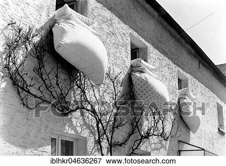 Stock Photo - Bedding hanging from three windows for airing, ca. 1960s, Berlin, Germany, Europe. Fotosearch