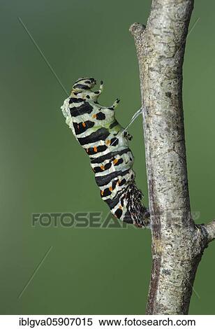 Beginning of the pupation of a caterpillar of Swallowtail (Papilio machaon) Switzerland View Large Photo Image Stock Photography - Beginning of the pupation of a caterpillar of Swallowtail (Papilio machaon) Switzerland. Fotosearch