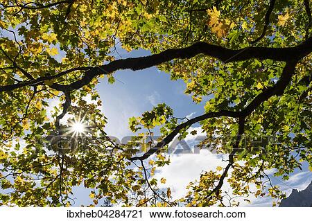 Bergahorn im Herbst, Bayern, Deutschland, Europa View Large Photo Image Stock Image - Bergahorn im Herbst, Bayern, Deutschland, Europa. Fotosearch