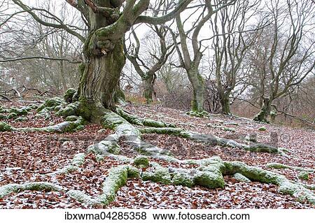 Stock Photo - Beschneite Wurzeln einer Rotbuche (Fagus sylvatica), Halloh, Albertshausen, Nordhessen, Deutschland, Europa. Fotosearch