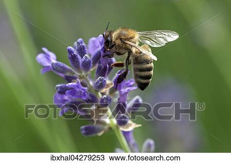 Biene, Honigbiene (Apis sp. ) sitzt auf einer Lavendeblute (Lavandula sp. ), Baden-Wurttemberg, Deutschland, Europa View Large Photo Image Stock Image - Biene, Honigbiene (Apis sp. ) sitzt auf einer Lavendeblute (Lavandula sp. ), Baden-Wurttemberg, Deutschland, Europa. Fotosearch