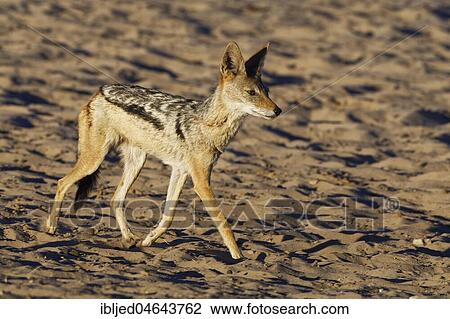 Stock Image - Black-backed jackal (Canis mesomelas), walking on sandy ground, Kgalagadi Transfrontier Park, Northern Cape, South Africa, Africa. Fotosearch