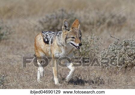 Stock Photo - Black-backed jackal (Canis mesomelas) walking in short dry grass, Etosha National Park, Namibia, Africa. Fotosearch