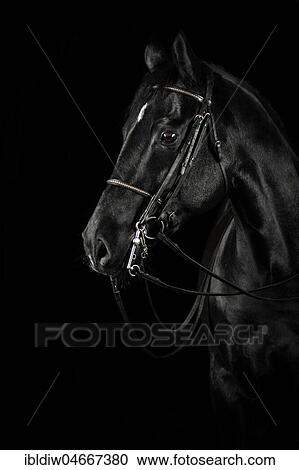 Black black horse with blaze, with bridle and curb, animal portrait in front of a black background, Germany, Europe View Large Photo Image Stock Image - Black black horse with blaze, with bridle and curb, animal portrait in front of a black background, Germany, Europe. Fotosearch