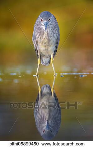 Black-crowned night heron (Nycticorax nycticorax) Young bird, on the lookout, Kiskunsag National Park, Hungary, Europe View Large Photo Image Stock Image - Black-crowned night heron (Nycticorax nycticorax) Young bird, on the lookout, Kiskunsag National Park, Hungary, Europe. Fotosearch