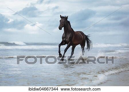 Black horse, dark horse, warm blood galloping through water on the beach, waves, Langeoog, Lower Saxony, Germany, Europe View Large Photo Image Picture - Black horse, dark horse, warm blood galloping through water on the beach, waves, Langeoog, Lower Saxony, Germany, Europe. Fotosearch