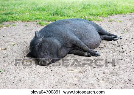 Black mini pig, pot-bellied pig, sleeps happily in the sand, Mecklenburg-Western Pomerania, Germany, Europe View Large Photo Image Stock Image - Black mini pig, pot-bellied pig, sleeps happily in the sand, Mecklenburg-Western Pomerania, Germany, Europe. Fotosearch