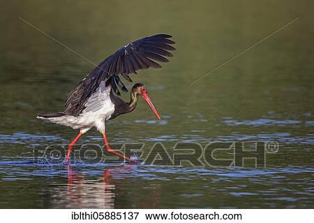 Black stork ( Ciconia nigra) hunting in the Elbe, Middle Elbe Biosphere Reserve, Saxony-Anhalt, Germany, Europe View Large Photo Image Stock Photo - Black stork ( Ciconia nigra) hunting in the Elbe, Middle Elbe Biosphere Reserve, Saxony-Anhalt, Germany, Europe. Fotosearch