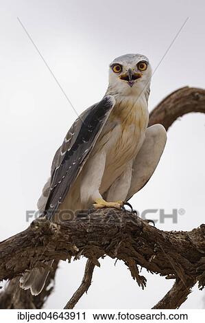 Black-winged kite (Elanus caeruleus) perched on a tree branch, calling, Kgalagadi Transfrontier Park, Northern Cape, South Africa, Africa View Large Photo Image Stock Image - Black-winged kite (Elanus caeruleus) perched on a tree branch, calling, Kgalagadi Transfrontier Park, Northern Cape, South Africa, Africa. Fotosearch