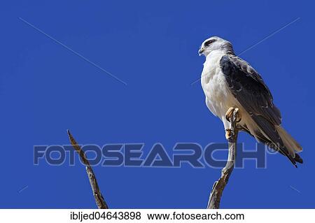 Black-winged kite (Elanus caeruleus) perched on top of a dead tree, against a blue sky, Kgalagadi Transfrontier Park, Northern Cape, South Africa, Africa View Large Photo Image Stock Photo - Black-winged kite (Elanus caeruleus) perched on top of a dead tree, against a blue sky, Kgalagadi Transfrontier Park, Northern Cape, South Africa, Africa. Fotosearch
