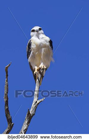 Black-winged kite (Elanus caeruleus) perched on top of a dead tree, against a blue sky, Kgalagadi Transfrontier Park, Northern Cape, South Africa, Africa View Large Photo Image Stock Photo - Black-winged kite (Elanus caeruleus) perched on top of a dead tree, against a blue sky, Kgalagadi Transfrontier Park, Northern Cape, South Africa, Africa. Fotosearch