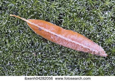 Stock Photograph - Blatt der Spaten Traubenkirsche (Prunus serotina) und Goldenes Frauenhaarmoos (Polytrichum commune) mit Raureif, Niedersachsen, Deutschland, Europa. Fotosearch