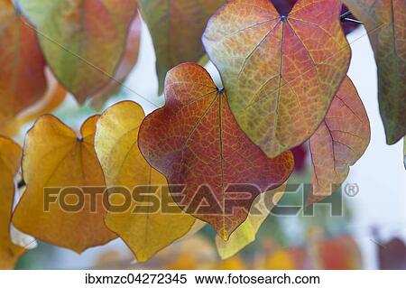 Blatter in der Herbstfarbung, Judasbaum (Cercis siliquastrum), Sorte Forest Pansy, Bayern, Deutschland, Europa View Large Photo Image Stock Photography - Blatter in der Herbstfarbung, Judasbaum (Cercis siliquastrum), Sorte Forest Pansy, Bayern, Deutschland, Europa. Fotosearch