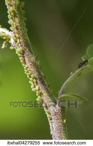 Blattlause (Aphidoidea) auf einem Pflanzenstangel, Deutschland, Europa View Large Photo Image Stock Photography - Blattlause (Aphidoidea) auf einem Pflanzenstangel, Deutschland, Europa. Fotosearch