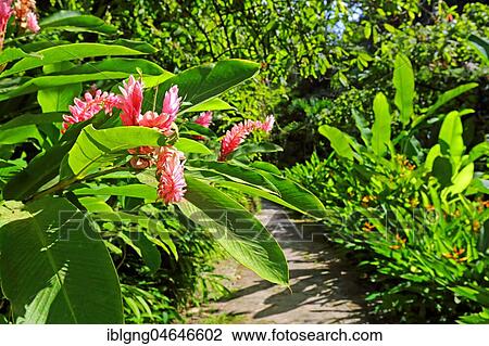 Blossoms in the Botanical Garden with tropical vegetation, Soufriere, St. Lucia, Lesser Antilles, West Indies, Caribbean Islands View Large Photo Image Stock Image - Blossoms in the Botanical Garden with tropical vegetation, Soufriere, St. Lucia, Lesser Antilles, West Indies, Caribbean Islands. Fotosearch