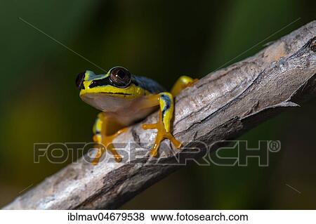 Blue-Back Reed Frog (Heterixalus madagascariensis) sits on branch, Akanin'ny Nofy Reserve, Madagascar, Africa View Large Photo Image Stock Photo - Blue-Back Reed Frog (Heterixalus madagascariensis) sits on branch, Akanin'ny Nofy Reserve, Madagascar, Africa. Fotosearch