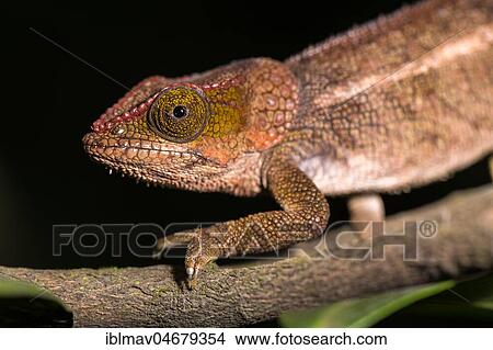 Blue-legged chameleon (Calumma crypticum), female, animal animal portrait, Mandraka Park, Madagascar, Africa View Large Photo Image Picture - Blue-legged chameleon (Calumma crypticum), female, animal animal portrait, Mandraka Park, Madagascar, Africa. Fotosearch