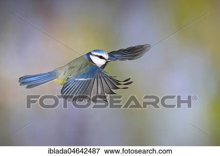 Blue tit (Parus caeruleus) in flight, North Rhine-Westphalia, Germany, Europe View Large Photo Image Stock Photo - Blue tit (Parus caeruleus) in flight, North Rhine-Westphalia, Germany, Europe. Fotosearch