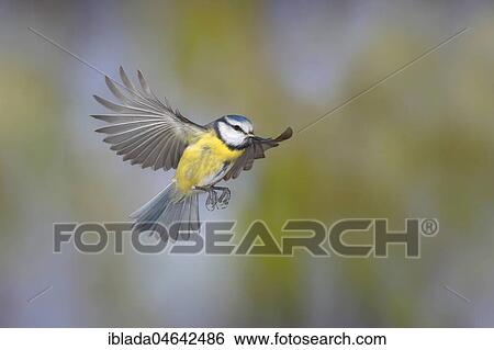 Blue tit (Parus caeruleus) in flight, North Rhine-Westphalia, Germany, Europe View Large Photo Image Stock Photograph - Blue tit (Parus caeruleus) in flight, North Rhine-Westphalia, Germany, Europe. Fotosearch