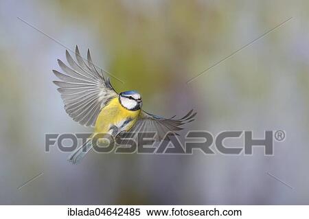 Blue tit (Parus caeruleus) in flight, North Rhine-Westphalia, Germany, Europe View Large Photo Image Stock Photography - Blue tit (Parus caeruleus) in flight, North Rhine-Westphalia, Germany, Europe. Fotosearch