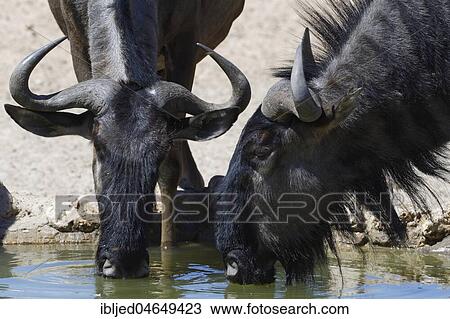 Stock Image - Blue wildebeests (Connochaetes taurinus) drinking at a waterhole, Kgalagadi Transfrontier Park, Northern Cape, South Africa, Africa. Fotosearch