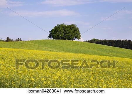 Stock Image - Bluhendes Rapsfeld mit Baumgruppe, bei Geretsried, Oberbayern, Bayern, Deutschland, Europa. Fotosearch
