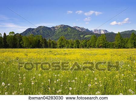 Blumenwiese in Untersteinbach bei Gaissach mit Brauneck und Benediktenwand, Isarwinkel, Oberbayern, Bayern, Deutschland, Europa View Large Photo Image Stock Image - Blumenwiese in Untersteinbach bei Gaissach mit Brauneck und Benediktenwand, Isarwinkel, Oberbayern, Bayern, Deutschland, Europa. Fotosearch