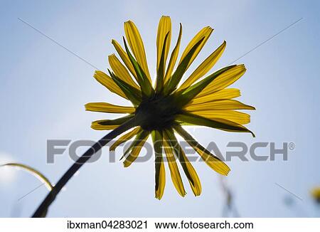 Stock Image - Blute von Wiesen-Bocksbart (Tragopogon pratensis), Oberbayern, Bayern, Deutschland, Europa. Fotosearch