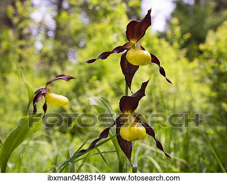 Bluten von Gelber Frauenschuh (Cypripedium calceolus), Naturschutzgebiet Isarauen bei Ascholding, Oberbayern, Bayern, Deutschland, Europa View Large Photo Image Stock Photo - Bluten von Gelber Frauenschuh (Cypripedium calceolus), Naturschutzgebiet Isarauen bei Ascholding, Oberbayern, Bayern, Deutschland, Europa. Fotosearch