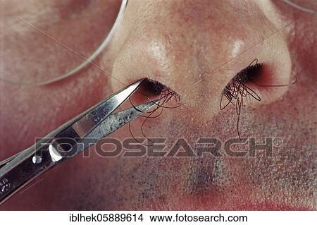 Body care, man cuts nose hair with scissors, Berlin, Germany, Europe View Large Photo Image Picture - Body care, man cuts nose hair with scissors, Berlin, Germany, Europe. Fotosearch