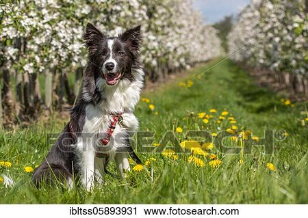 Border Collie in the old country, Germany, Europe View Large Photo Image Stock Image - Border Collie in the old country, Germany, Europe. Fotosearch