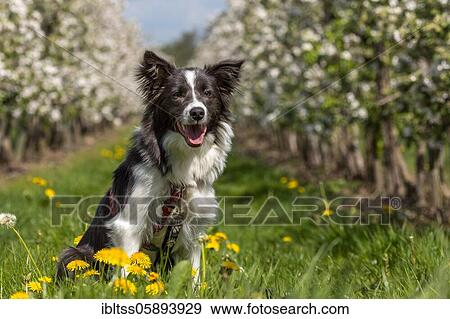 Border Collie in the old country, Germany, Europe View Large Photo Image Stock Photo - Border Collie in the old country, Germany, Europe. Fotosearch