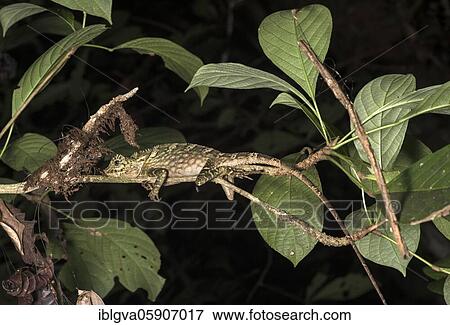 Borneo anglehead lizard (Gonocephalus bornensis), family of the Agamids (Agamidae) Danum Valley Conservation Area, Sabah, Borneo, Malaysia, Asia View Large Photo Image Stock Photo - Borneo anglehead lizard (Gonocephalus bornensis), family of the Agamids (Agamidae) Danum Valley Conservation Area, Sabah, Borneo, Malaysia, Asia. Fotosearch