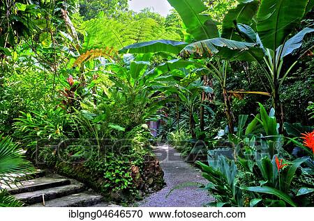 Botanical garden with tropical vegetation, Soufriere, St. Lucia, Lesser Antilles, West Indies, Caribbean Islands View Large Photo Image Stock Image - Botanical garden with tropical vegetation, Soufriere, St. Lucia, Lesser Antilles, West Indies, Caribbean Islands. Fotosearch