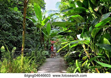 Botanical garden with tropical vegetation, Soufriere, St. Lucia, Lesser Antilles, West Indies, Caribbean Islands View Large Photo Image Stock Image - Botanical garden with tropical vegetation, Soufriere, St. Lucia, Lesser Antilles, West Indies, Caribbean Islands. Fotosearch