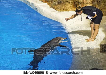Bottlenose dolphin (Tursiops truncatus) with animal trainer at dolphin Show, dolphinarium, Loro Parque, Puerto de la Cruz, Tenerife, Canary Islands, Spain, Europe View Large Photo Image Stock Photo - Bottlenose dolphin (Tursiops truncatus) with animal trainer at dolphin Show, dolphinarium, Loro Parque, Puerto de la Cruz, Tenerife, Canary Islands, Spain, Europe. Fotosearch