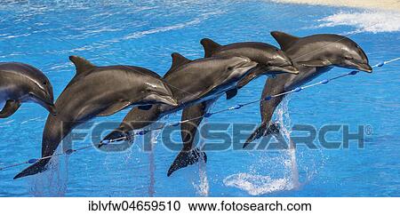 Bottlenose dolphins (Tursiops truncatus) jump out of the water, Dolphin Show, dolphinarium, Loro Parque, Puerto de la Cruz, Tenerife, Canary Islands, Spain, Europe View Large Photo Image Stock Image - Bottlenose dolphins (Tursiops truncatus) jump out of the water, Dolphin Show, dolphinarium, Loro Parque, Puerto de la Cruz, Tenerife, Canary Islands, Spain, Europe. Fotosearch