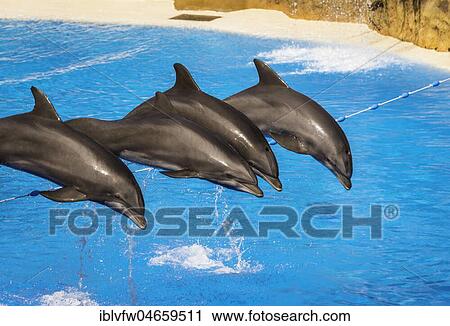 Bottlenose dolphins (Tursiops truncatus) jump out of the water, Dolphin Show, dolphinarium, Loro Parque, Puerto de la Cruz, Tenerife, Canary Islands, Spain, Europe View Large Photo Image Stock Image - Bottlenose dolphins (Tursiops truncatus) jump out of the water, Dolphin Show, dolphinarium, Loro Parque, Puerto de la Cruz, Tenerife, Canary Islands, Spain, Europe. Fotosearch