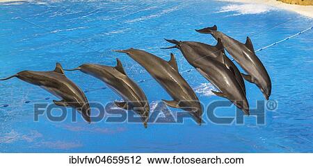 Bottlenose dolphins (Tursiops truncatus) jump out of the water, Dolphin Show, dolphinarium, Loro Parque, Puerto de la Cruz, Tenerife, Canary Islands, Spain, Europe View Large Photo Image Stock Image - Bottlenose dolphins (Tursiops truncatus) jump out of the water, Dolphin Show, dolphinarium, Loro Parque, Puerto de la Cruz, Tenerife, Canary Islands, Spain, Europe. Fotosearch