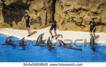 Bottlenose dolphins (Tursiops truncatus) with animal trainers at Dolphin Show, dolphinarium, Loro Parque, Puerto de la Cruz, Tenerife, Canary Islands, Spain, Europe View Large Photo Image Stock Image - Bottlenose dolphins (Tursiops truncatus) with animal trainers at Dolphin Show, dolphinarium, Loro Parque, Puerto de la Cruz, Tenerife, Canary Islands, Spain, Europe. Fotosearch