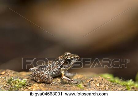 Boulenger's Madagascar Frog (Gephyromantis boulengeri), Andasibe National Park, Madagascar, Africa View Large Photo Image Stock Image - Boulenger's Madagascar Frog (Gephyromantis boulengeri), Andasibe National Park, Madagascar, Africa. Fotosearch